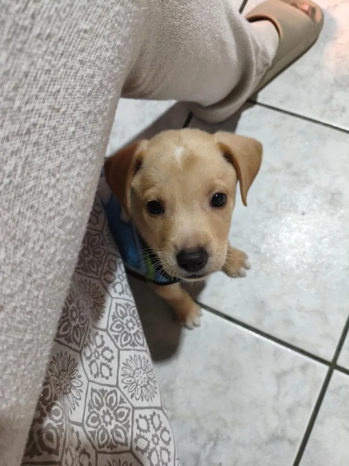 Cachorro raça SRD-ViraLata idade 2 a 6 meses nome Luck