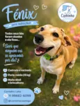 Fênix