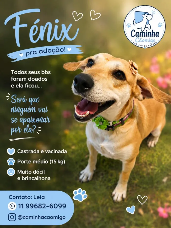 Cachorro raça SRD-ViraLata idade 3 anos nome Fênix