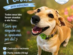 Cachorro raça SRD-ViraLata idade 3 anos nome Fênix