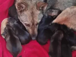 Cachorro raça SRD-ViraLata idade Abaixo de 2 meses nome neguinha e seus filhotes 