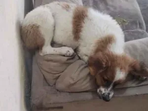 Cachorro raça SRD-ViraLata idade 2 a 6 meses nome luk