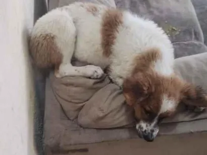 Cachorro raça SRD-ViraLata idade 2 a 6 meses nome luk