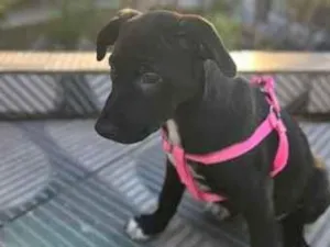 Cachorro raça SRD-ViraLata idade 2 a 6 meses nome Pretinha 