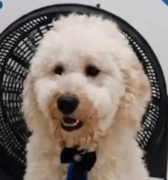 Cachorro raça SRD-ViraLata idade 1 ano nome Boby