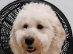 Cachorro raça SRD-ViraLata idade 1 ano nome Boby