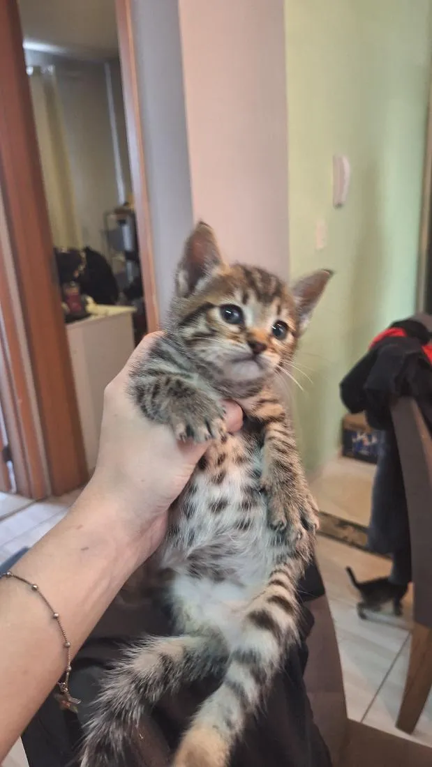 Gato raça SRD-ViraLata idade Abaixo de 2 meses nome zayn