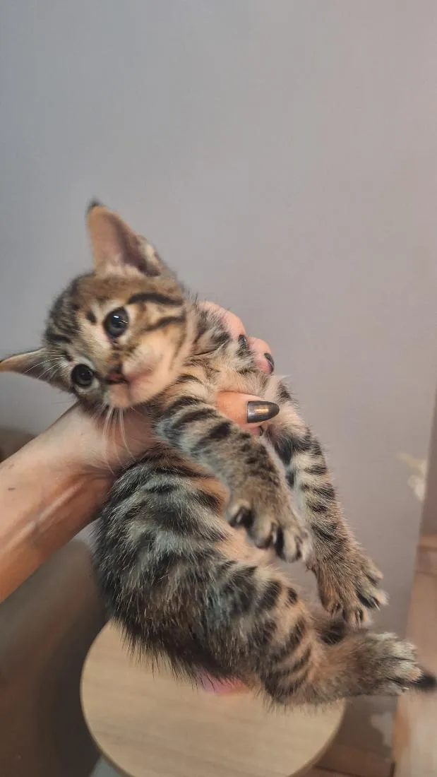 Gato raça SRD-ViraLata idade Abaixo de 2 meses nome zayn