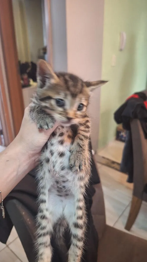 Gato raça SRD-ViraLata idade Abaixo de 2 meses nome zayn