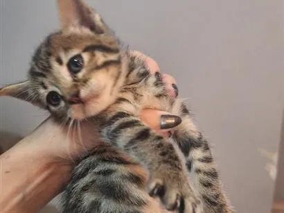 Gato raça SRD-ViraLata idade Abaixo de 2 meses nome zayn