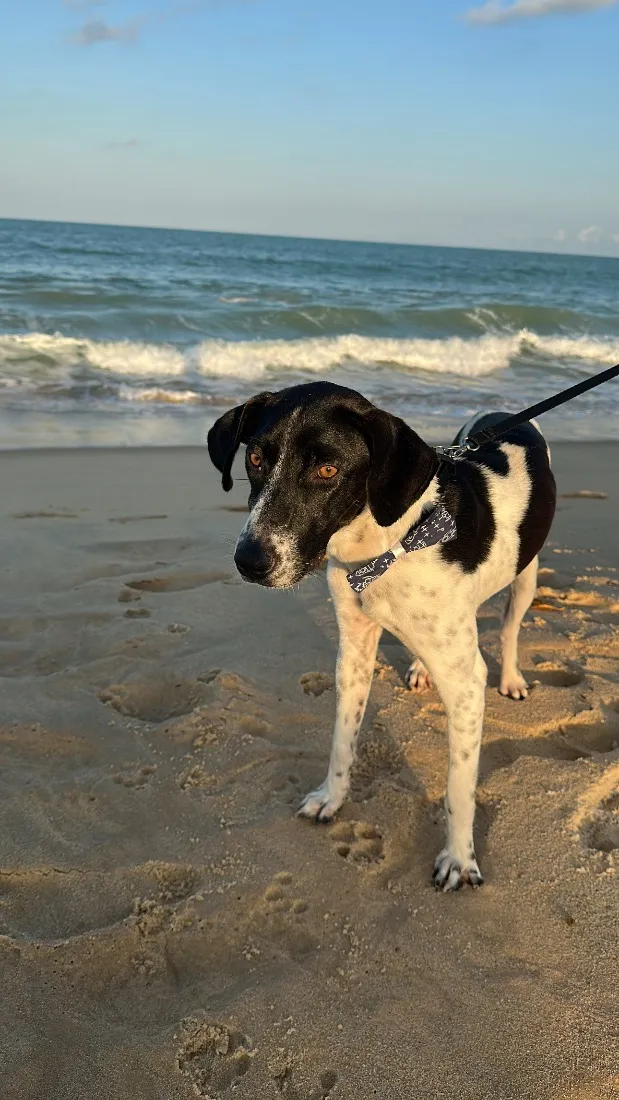 Cachorro raça SRD-ViraLata idade 7 a 11 meses nome Floquinho
