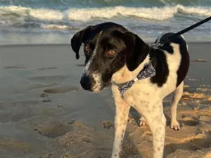 Cachorro raça SRD-ViraLata idade 7 a 11 meses nome Floquinho