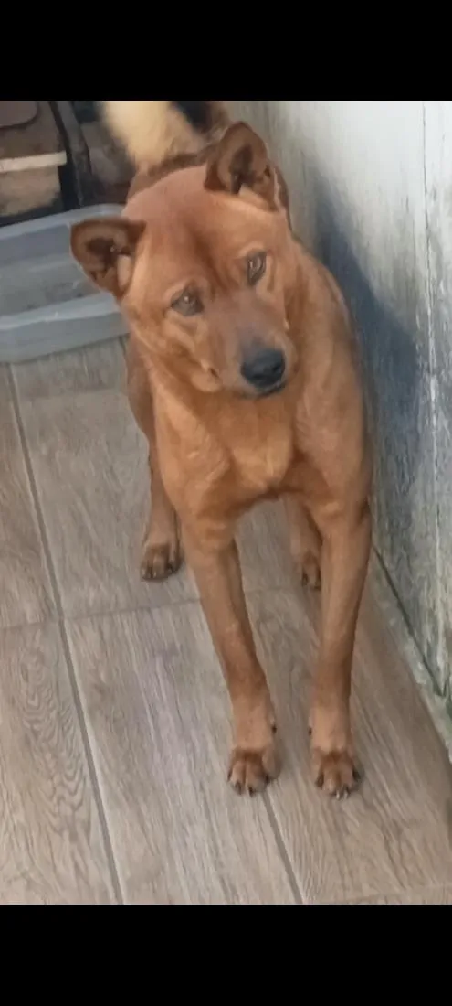Cachorro raça SRD-ViraLata idade 7 a 11 meses nome Thor e lilika