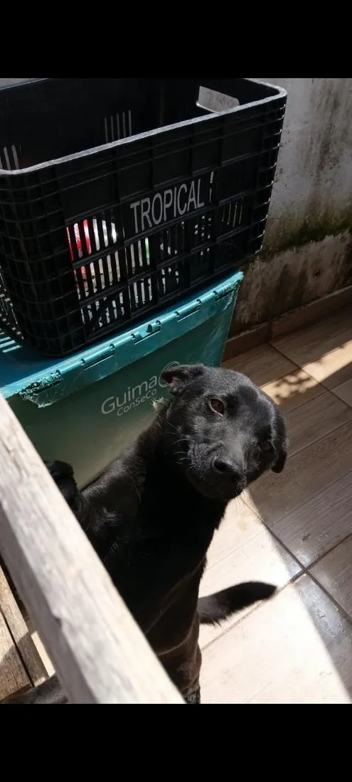 Cachorro raça SRD-ViraLata idade 7 a 11 meses nome Thor e lilika