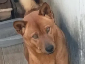 Cachorro raça SRD-ViraLata idade 7 a 11 meses nome Thor e lilika