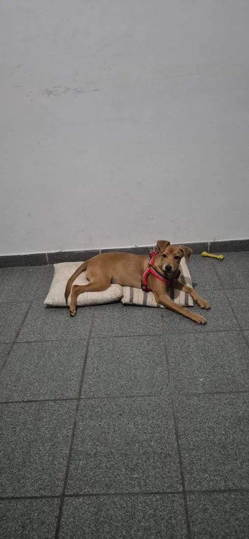 Cachorro raça SRD-ViraLata idade 2 a 6 meses nome Kristal