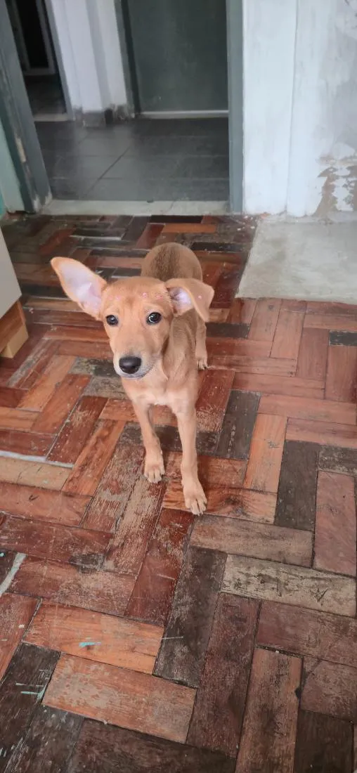 Cachorro raça SRD-ViraLata idade 2 a 6 meses nome Kristal