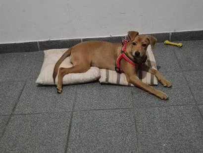 Cachorro raça SRD-ViraLata idade 2 a 6 meses nome Kristal