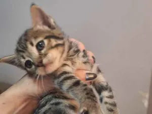 Gato raça SRD-ViraLata idade Abaixo de 2 meses nome zayn