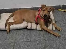 Cachorro raça SRD-ViraLata idade 2 a 6 meses nome Kristal