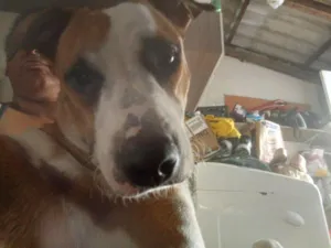 Cachorro raça SRD-ViraLata idade 2 anos nome Mel