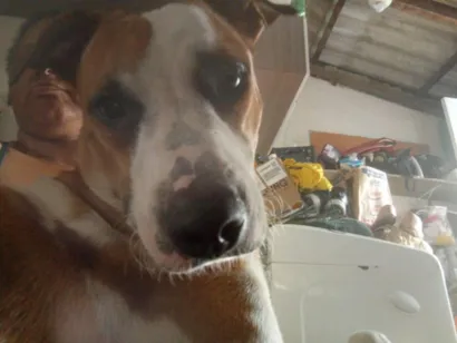 Cachorro raça SRD-ViraLata idade 2 anos nome Mel
