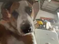 Mel