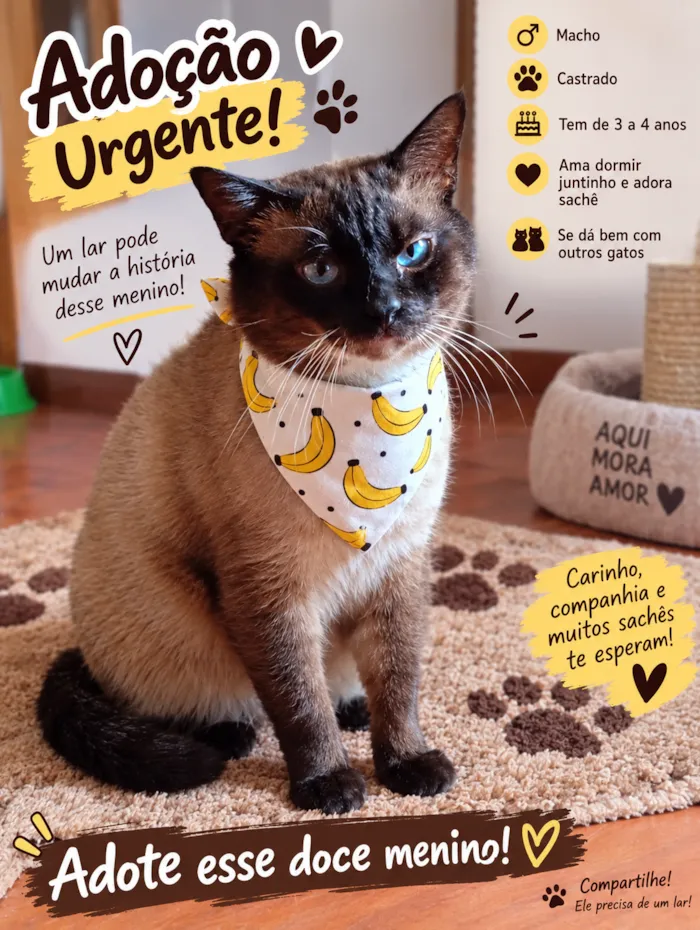 Gato raça Siamês idade 3 anos nome Nino
