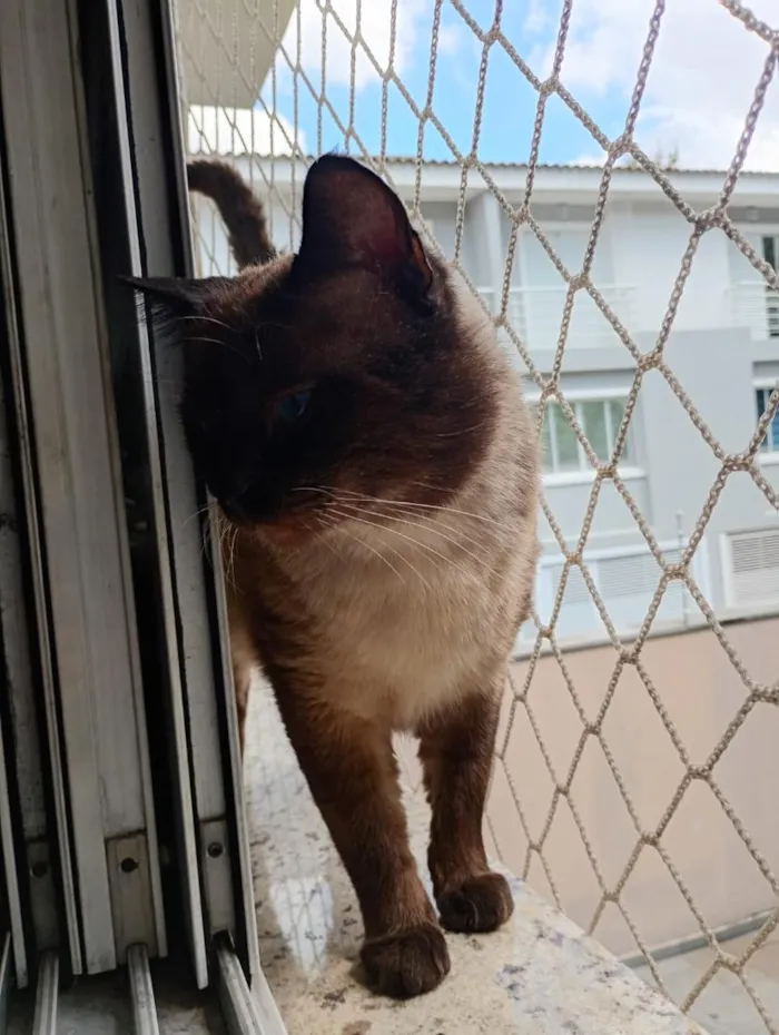 Gato raça Siamês idade 3 anos nome Nino