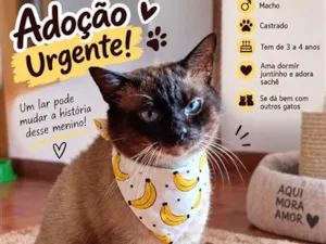 Gato raça Siamês idade 3 anos nome Nino