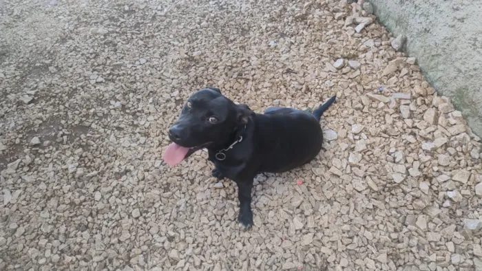 Cachorro raça SRD-ViraLata idade 2 anos nome Feijão