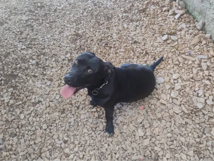 Cachorro raça SRD-ViraLata idade 2 anos nome Feijão