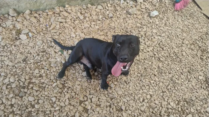 Cachorro raça SRD-ViraLata idade 2 anos nome Feijão