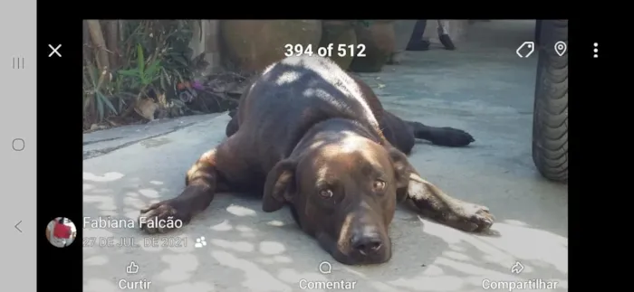 Cachorro raça SRD-ViraLata idade 6 ou mais anos nome Shanty