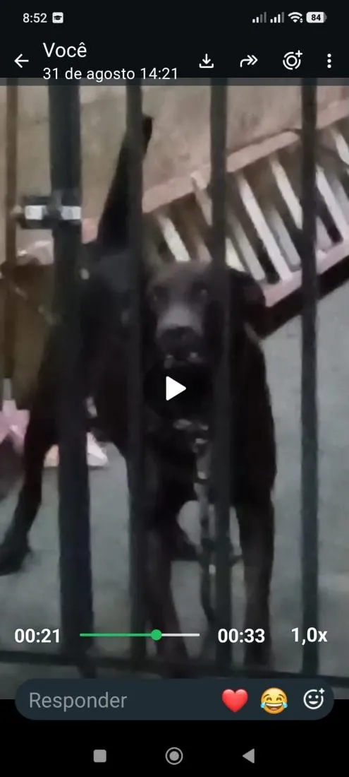 Cachorro raça SRD-ViraLata idade 6 ou mais anos nome Shanty