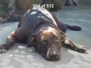 Cachorro raça SRD-ViraLata idade 6 ou mais anos nome Shanty
