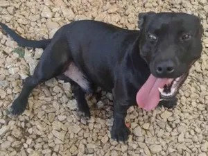 Cachorro raça SRD-ViraLata idade 2 anos nome Feijão
