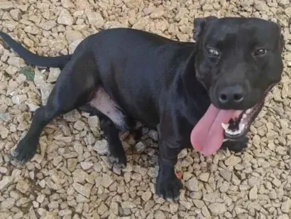 Cachorro raça SRD-ViraLata idade 2 anos nome Feijão
