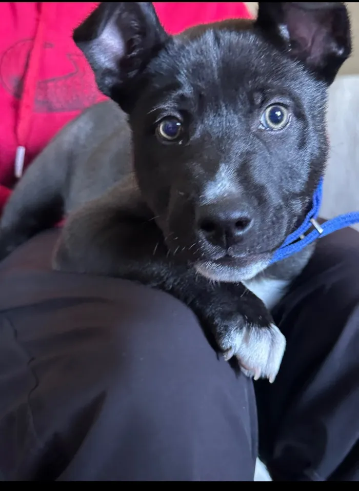 Cachorro raça Pitbull com labrador  idade 2 a 6 meses nome Bolt