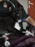 Bolt