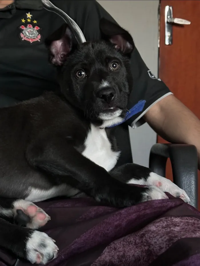Cachorro raça Pitbull com labrador  idade 2 a 6 meses nome Bolt