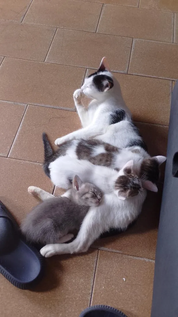 Gato raça SRD-ViraLata idade 2 anos nome Matilda e filhotes 