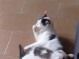 Matilda e filhotes 