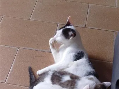 Gato raça SRD-ViraLata idade 2 anos nome Matilda e filhotes 