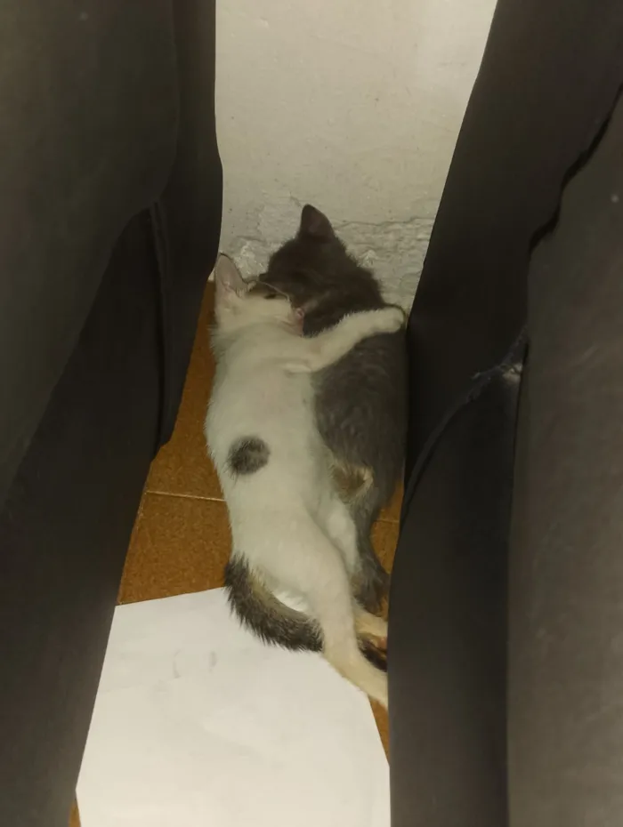 Gato raça SRD-ViraLata idade 2 anos nome Matilda e filhotes 