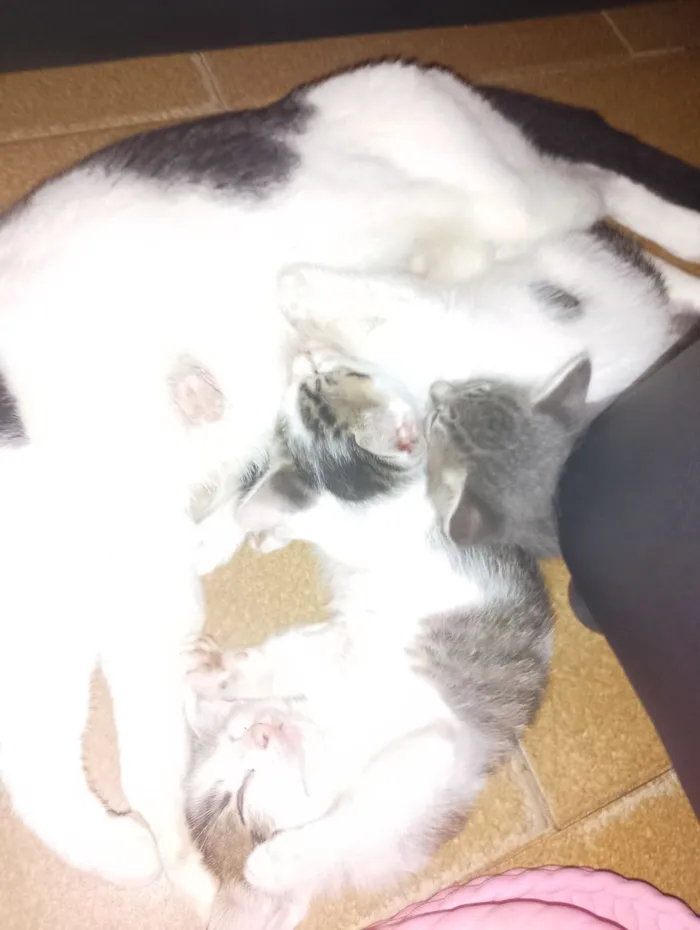 Gato raça SRD-ViraLata idade 2 anos nome Matilda e filhotes 