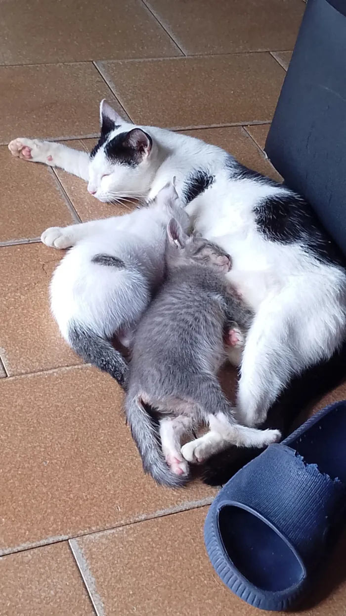 Gato raça SRD-ViraLata idade 2 anos nome Matilda e filhotes 