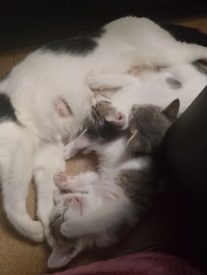 Gato raça SRD-ViraLata idade 2 anos nome Matilda e filhotes 
