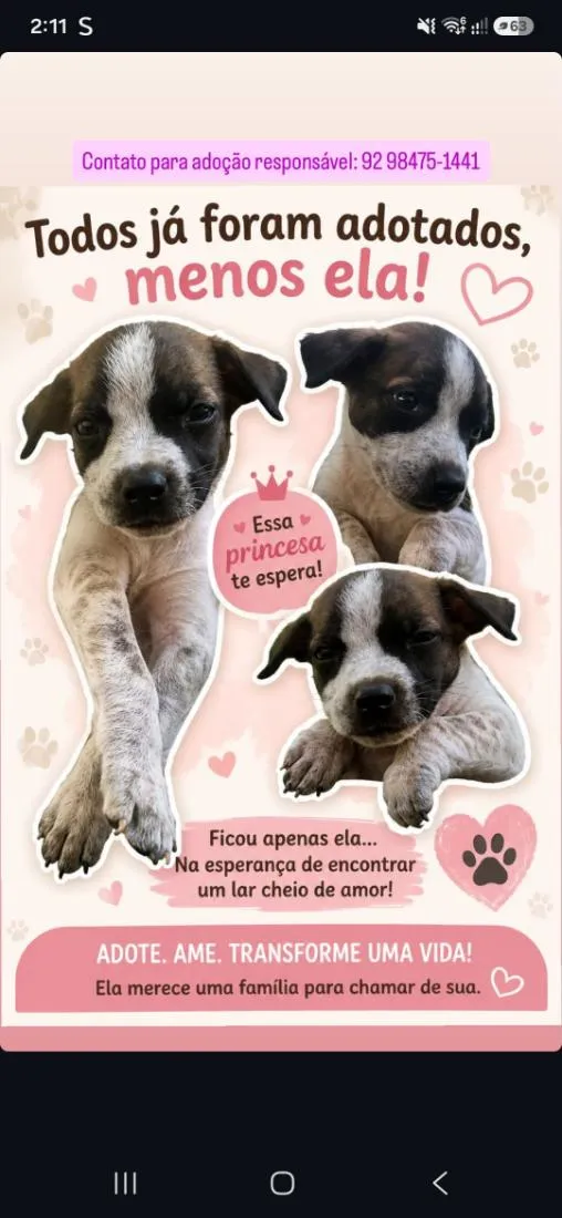 Cachorro raça SRD-ViraLata idade 2 a 6 meses nome bicolor