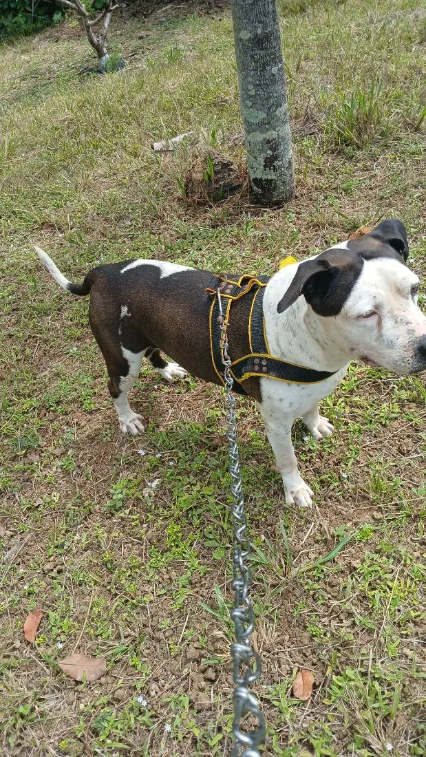 Cachorro raça Pit-Bull idade 6 ou mais anos nome Kink